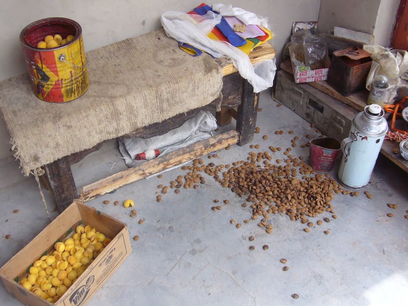Preparation of dried apricots and apricot oil.